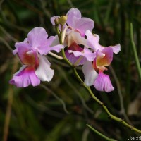 Vanda Miss Jochim